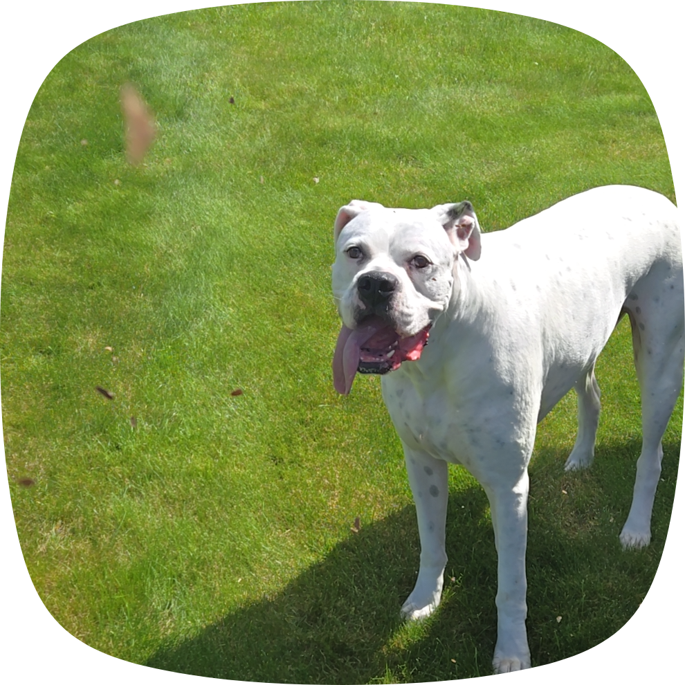 Ozzie